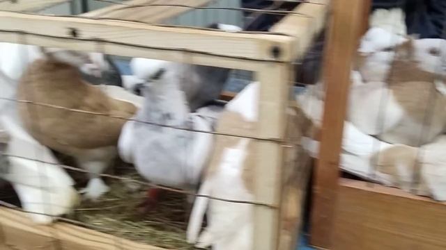 01.04.23. Москва. ЯРМАРКА ГОЛУБЕЙ. смотреть онлайн