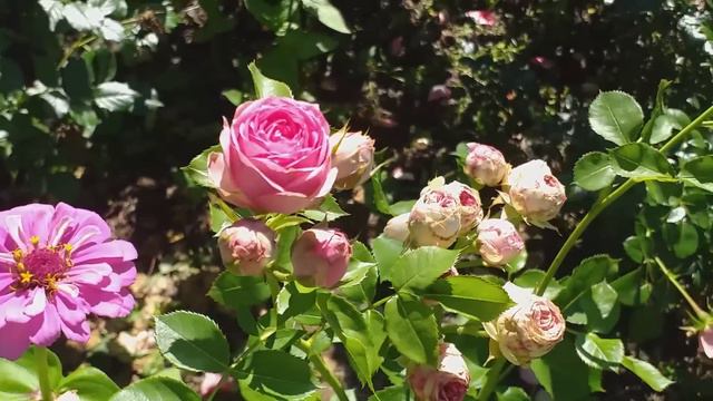 Розы. Сад. Обзор. Часть 1. смотреть онлайн