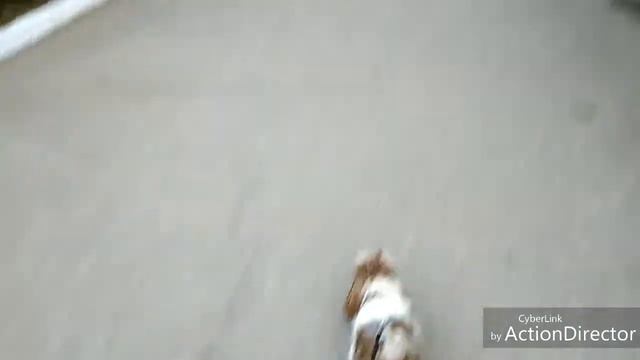 Прогулка с Джеки смотреть онлайн