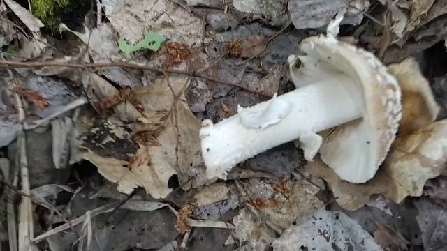 Осторожно - ядовит! МУХОМОР ПАНТЕРНЫЙ. Грибная азбука. смотреть онлайн