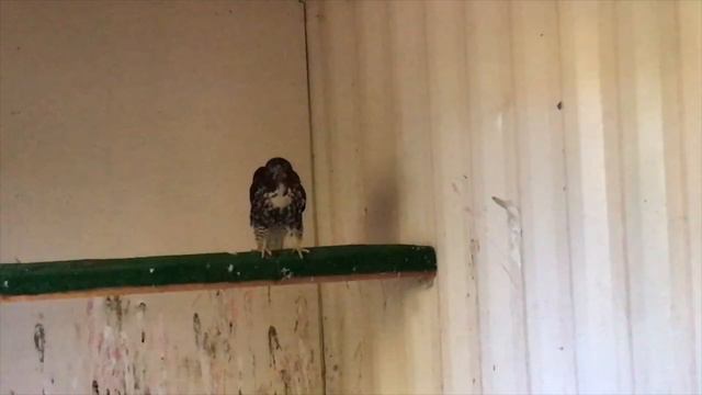 Curiosities смотреть онлайн