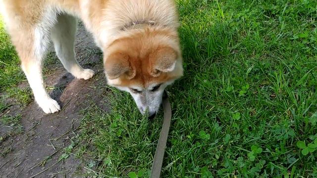 Акита-ину 6 месяцев и бабочка смотреть онлайн