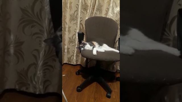 Муся говорит ..будь здорова... смотреть онлайн