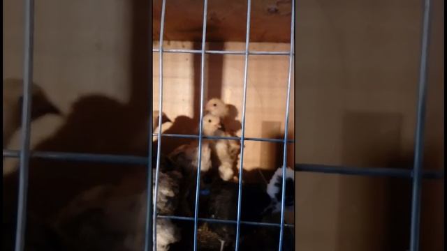 смешные цыплята