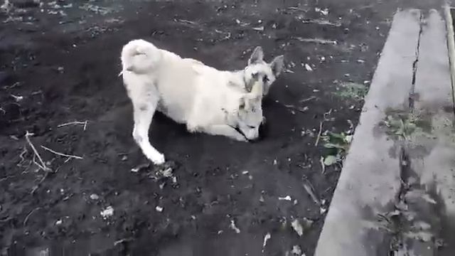 СКОРЕЙ БЫ СНЕГ !!! ЩЕНКИ КОПАЮТ - ГРЯЗНЫЕ !!! смотреть онлайн