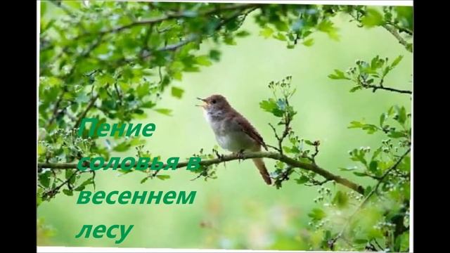 Незабываемое Пение соловья / Chill out Nightingale Singing смотреть онлайн