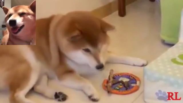 Havana_-_Shibe смотреть онлайн