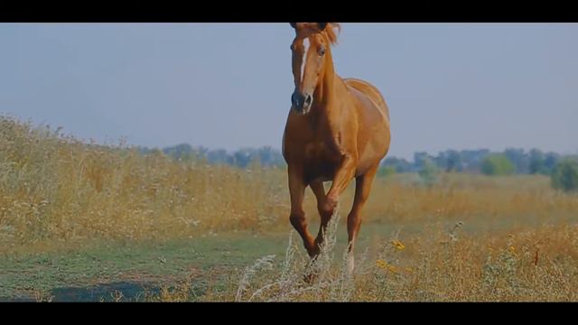 Михеева Софья "Птица" смотреть онлайн