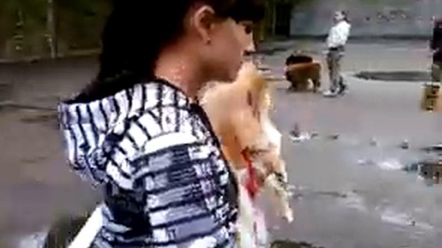 Выставка собак на стадионе Ленина, г. Луганск смотреть онлайн