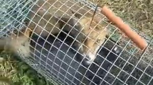 Поймал лису клеткой для ловли хищников