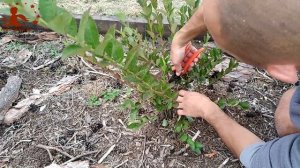 Осенняя обрезка кустов голубики