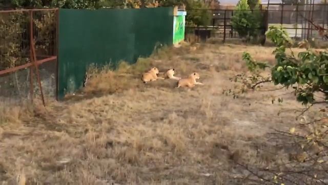 Вечерняя релаксация львов смотреть онлайн