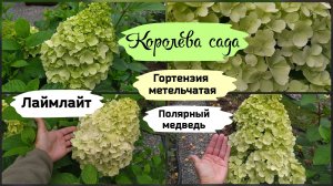 Королева сада. Метельчатая гортензия Лаймлайт и Полярный медведь.