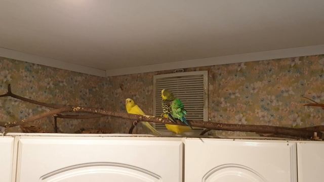 Попугайская жизнь! Новая игрушка - кленовая коряга! смотреть онлайн