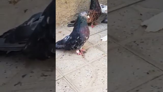 Иранские мраморные голуби ??? Iranian Pigeons смотреть онлайн