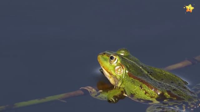 учим животных по системе Монтессори смотреть онлайн