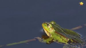 учим животных по системе Монтессори