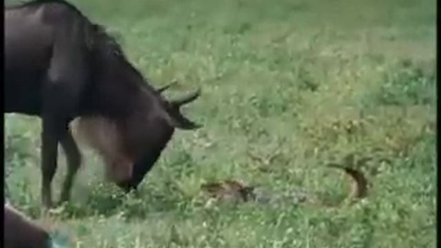 Wildebeest Young In The Wild смотреть онлайн
