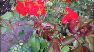 Роза ЛИЛИ МАРЛЕН ? Второе цветение