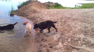 Порода лабрадор. Щенки 6 месяцев.