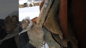 Как запрягать коня в сани. Я таких слов никогда не слышал! Инструкция от местного Мишани.