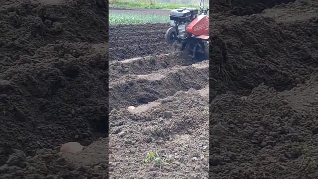 Содимо картоплю під МотоКультиватор SUBARU. МотоКультиватор PUBERT смотреть онлайн