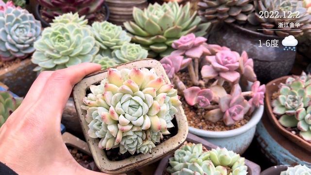 野卡雪莲阿尔巴白月影，自带仙气的肉肉，白月影好度夏但难上色 смотреть онлайн