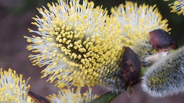 Полезные свойства ивовых почек смотреть онлайн