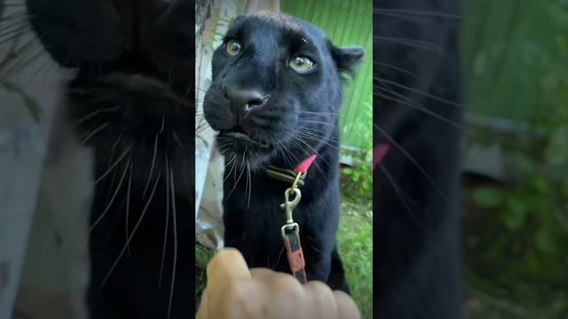 Чёрная пантера смотреть онлайн