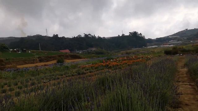 Lavender farm (@PHILIPPINES) #haight's place #ΦΙΛΙΠΠΊΝΕΣ #atok benguet смотреть онлайн