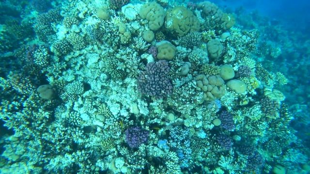 Разноцветные рыбки Красного моря. Подводный мир кораллы Макади. Рыбы Красного моря 4k. смотреть онлайн