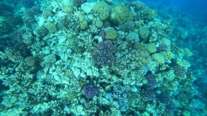 Разноцветные рыбки Красного моря. Подводный мир кораллы  Макади. Рыбы Красного моря 4k.