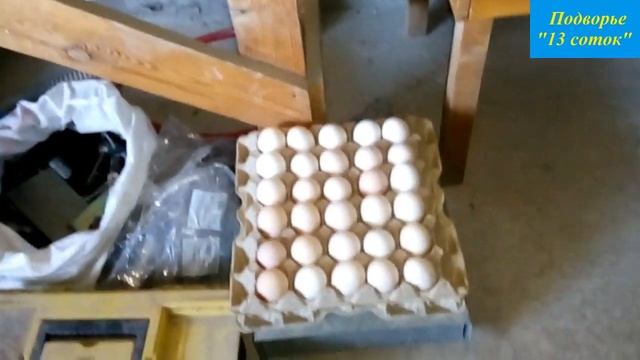 Инкубатор "Несушка" и цыплята... смотреть онлайн