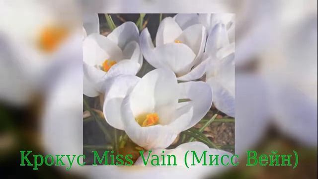 Crocus Miss Vain (Крокус Мисс Вейн) смотреть онлайн