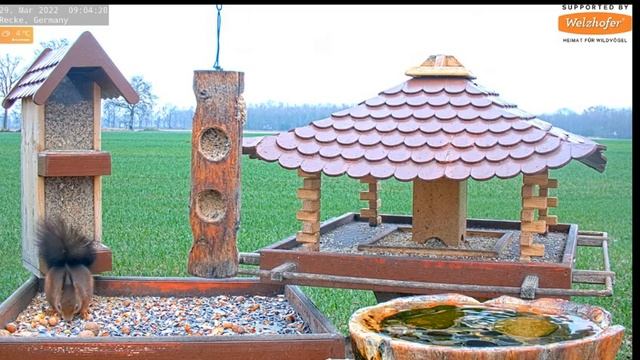 Птичка купается,белка прибежала подкрепиться #Кормушка#Птицы#Белки#Германия смотреть онлайн