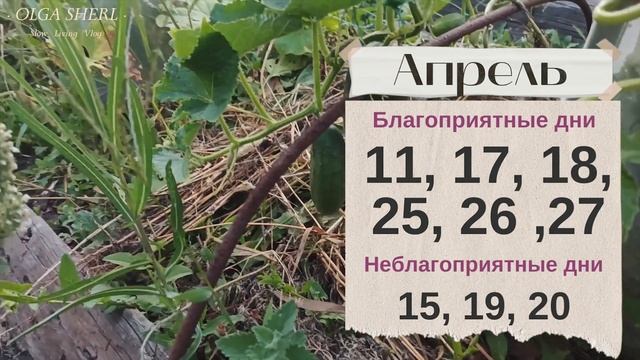 ОГУРЦЫ: Лунный Посевной Календарь на 2023 год! Когда сажать семена огурцов на рассаду? смотреть онлайн