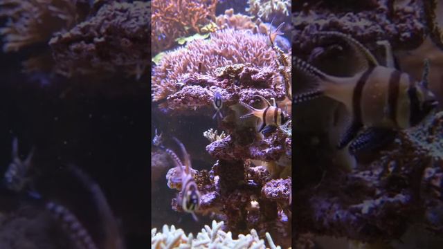 Coral Reefs: A Vital Part of the Ocean Ecosystem| Marine life| Ocean Creatures| Nature Video| Short смотреть онлайн