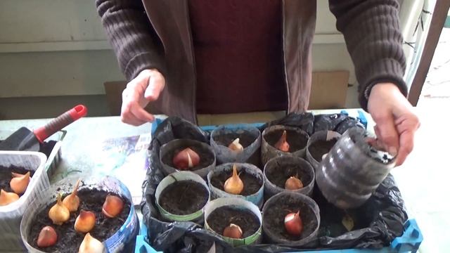 Посадка луковиц тюльпанов на выгонку. Октябрь. смотреть онлайн