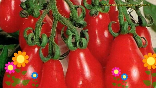 Томат обыкновенный Балеринка. Краткий обзор, описание характеристик, где купить саженцы, семена смотреть онлайн