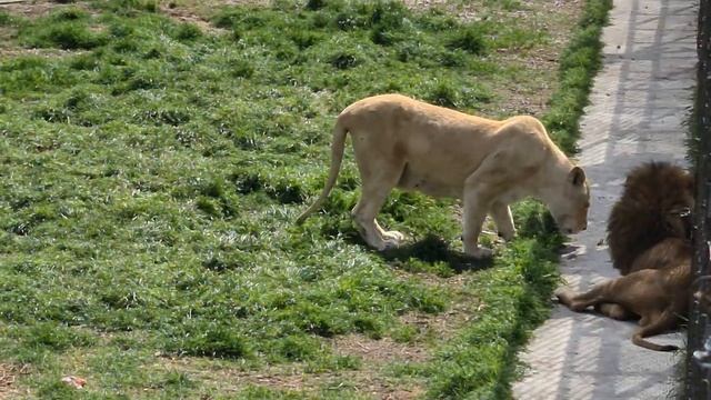 Казанова все угощения отдает подруге! Тайган Lions in Crimean Taigan смотреть онлайн