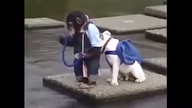 Настоящие друзья.
