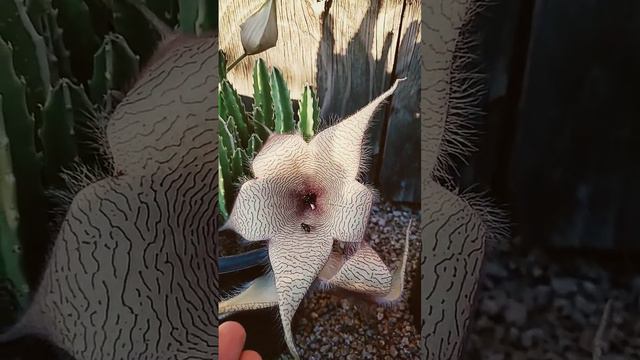Carrion Flower - Stapelia gigantea Blooms смотреть онлайн