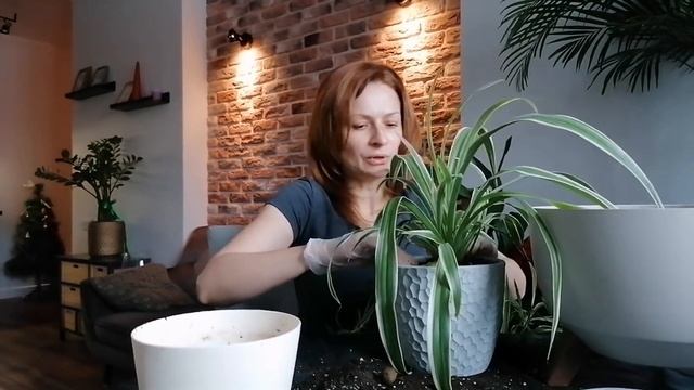 И СНОВА ХЛОРОФИТУМ?. ПЕРЕСАДКА ☘️ смотреть онлайн