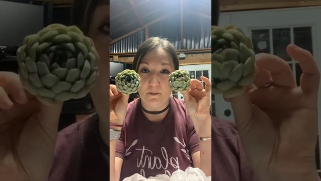 Korean Succulent Unboxing (live feed) + some extras! смотреть онлайн