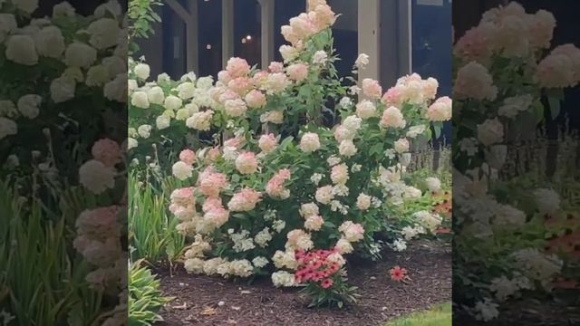 Quick Fire 'Fab' Hydrangea 圆锥绣球 смотреть онлайн