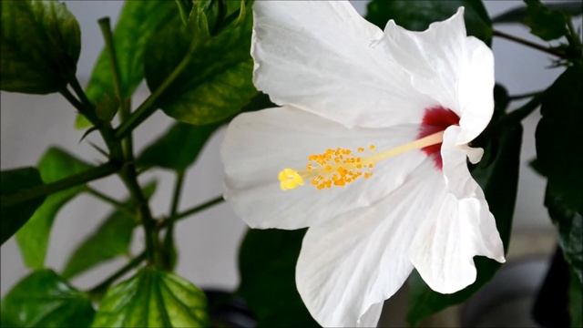 Гибискус домашний. Цветение домашних гибискусов 3 сортов смотреть онлайн