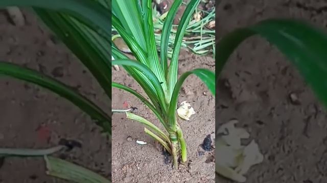 Basmati rice aroma! pandanus Amaryllifolius!#organic #planting смотреть онлайн