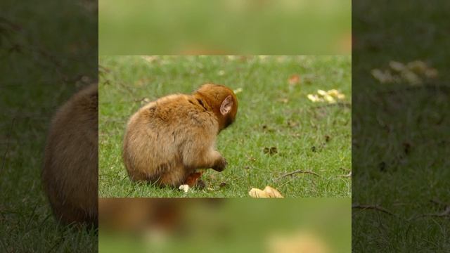 Красивые животные: Попугай, Лиса, Сиба-ину, Лама, Жираф. Звуки зверей. смотреть онлайн