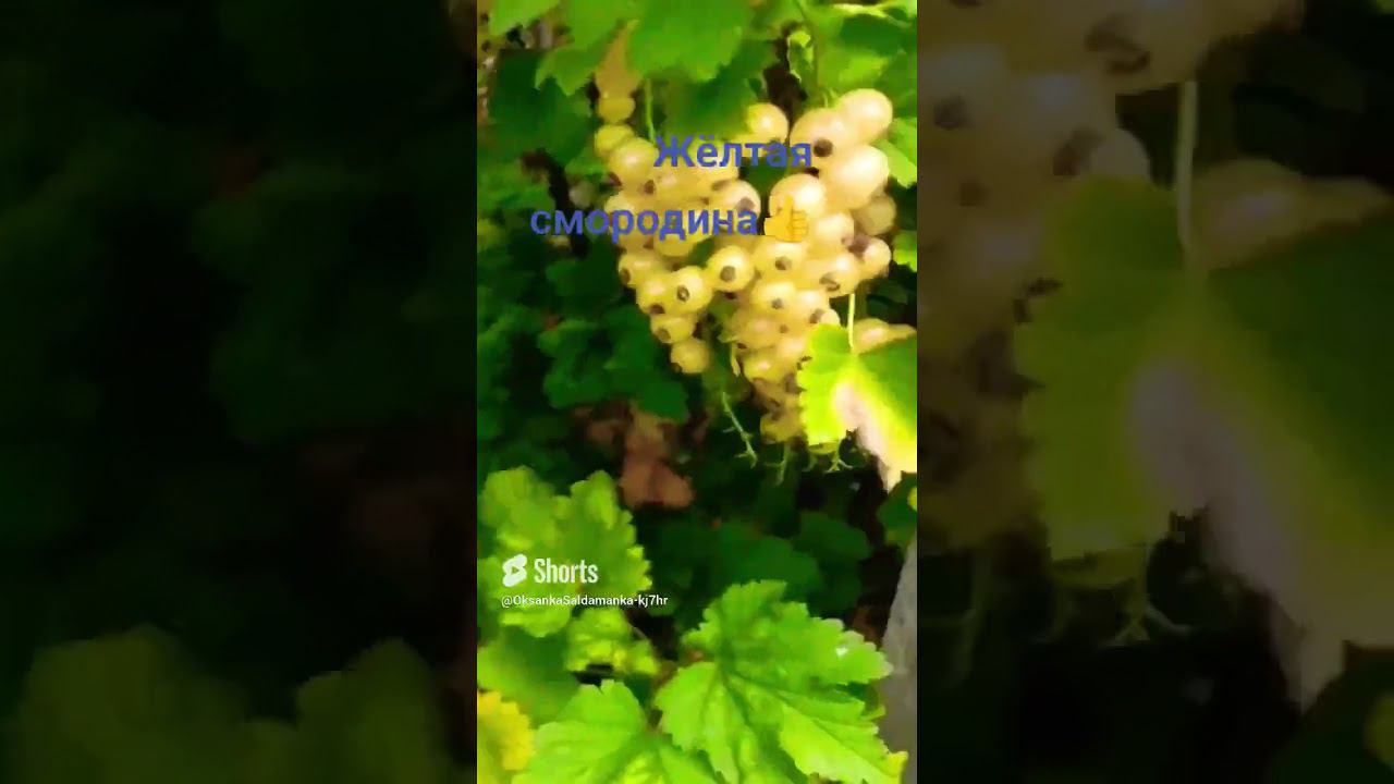 желтая смородина смотреть онлайн