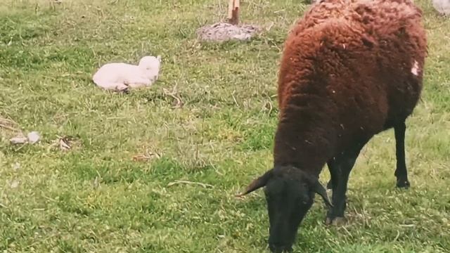 Матки перед окотом. смотреть онлайн